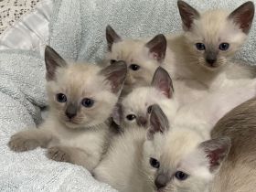 Siam Kitten Reinrassig