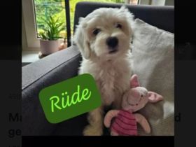 Malteser - Maltipoo