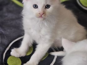 Wunderschöne Mainecoon kitten xxl