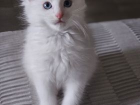 Wunderschöne Mainecoon kitten xxl
