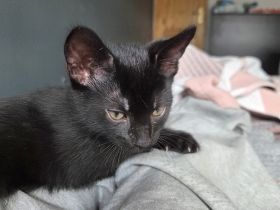 Babykatzen