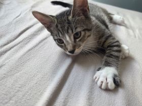 Babykatzen