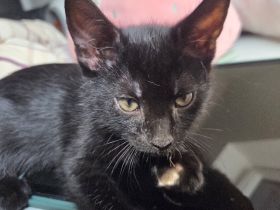 Babykatzen