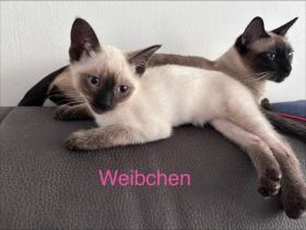 Liebevolles Siamkatzen-Weibchen sucht ein neues Zuhause 🐾