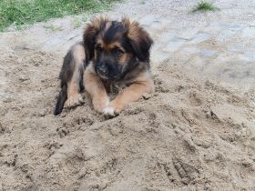 Wäller Welpen zwischen Briard und Australien Shepherd