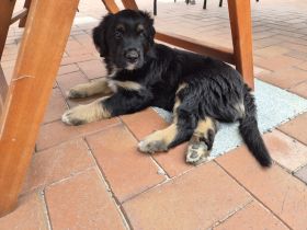 Wäller Welpen zwischen Briard und Australien Shepherd