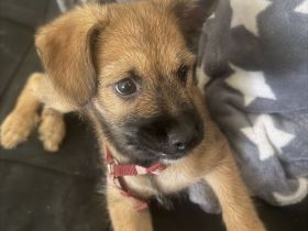 Elsa sucht ein schönes zu Hause