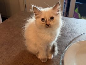 Letztes!! Ragdollkitten