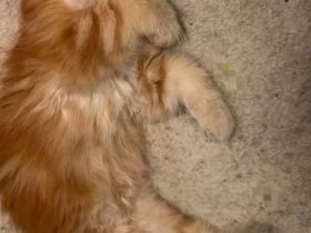 Maine Coon