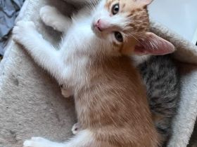 Katzenbaby/Kitten