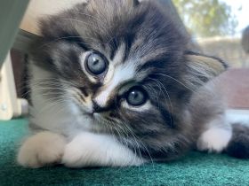 Einzigartiges Ragdoll-BLH Edelmix Kitten