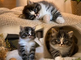 Einzigartiges Ragdoll-BLH Edelmix Kitten