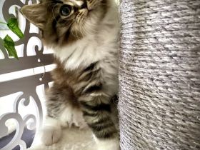Einzigartiges Ragdoll-BLH Edelmix Kitten