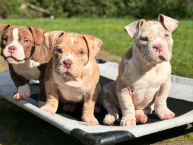 Süß & Exklusiv: American Pocket Bully Welpen mit ABKC-Ahnentafel abgabebereit!