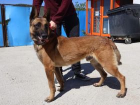 Sportlicher, anhänglicher Malinois Mix Domingo sucht Zuhause