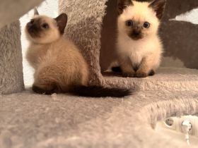 Siam Kitten