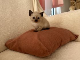 Siam Kitten