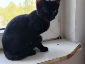 BKH MIX MÄDCHEN 16 Wochen