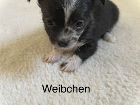Chihuahua Welpen