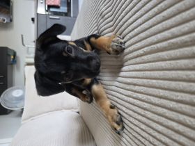 Australian Cattle Dog Mischlingshündin + Welpenerstausstattung