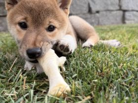 Shiba Inu Welpe
