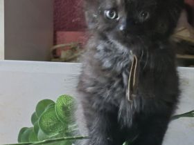 Mainecoon Kätzchen Kitten Katzenbabys