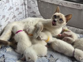 Thaikitten/Siamkitten Lilac und Chocolate Point