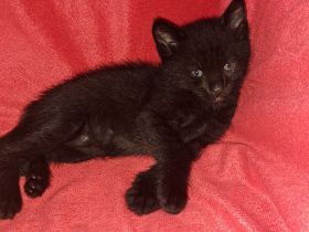 🐱 Süße Katzenbabys suchen ein liebevolles Zuhause