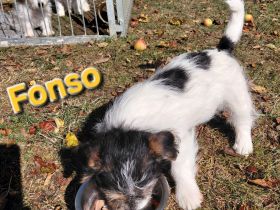 Jack Russel Terrier