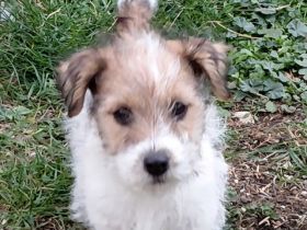 Jack Russel Terrier