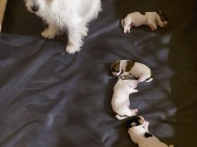 Jack Russel Terrier