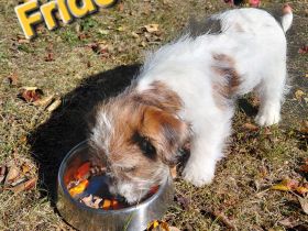Jack Russel Terrier