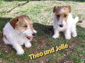Jack Russel Terrier
