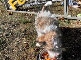 Jack Russel Terrier
