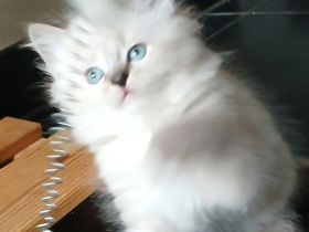 Kitten - Babykatzen Birma
