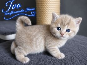 2 zauberhafter BKH-Jungs in blue golden tabby spotted & lilac silver tabby point vom Züchter