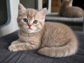 BKH-Jungs in blue golden tabby spotted & lilac silver tabby point vom Züchter