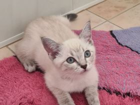 BKH Kitten