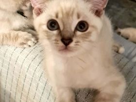 BKH Kitten