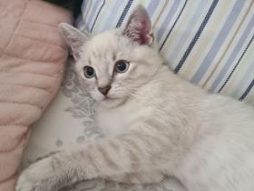 BKH Kitten