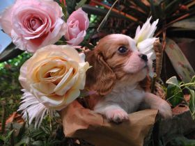 Cavalier King Charles Spaniel Jungen