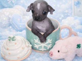 Chinese Crested TH Welpe
