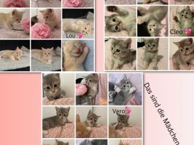 6 süße kitten 💖suchen für denn .9.26 ein neues zuhause 💖💖💖