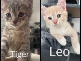 2süße kitten 💖suchen noch ein neues zuhause 💖💖💖