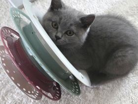 Bezauberndes graues BKH-Kitten sucht liebevolles Zuhause