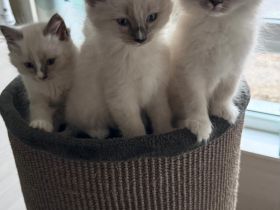 Ragdoll-Mädchen sucht ein liebevolles Zuhause