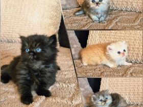 Reinrassige Perserkitten mit Nase inkl. Stammbaum