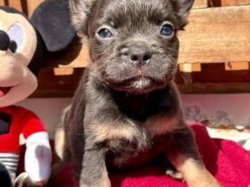 Frenchi fluffy und Standard