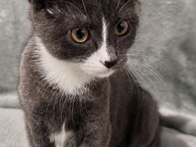 Grau-weißes Katzenmädchen, geboren am 27.03.2026, stubenrein – 150 €