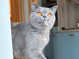 wunderschöne britisch Kurzhaar Katzen suchen neues Zuhause